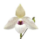 【花なし株】 パフィオペディラム リンレイクーポウィッツ Paph.Lynleigh Koopowitz 交配種 芳香あり 3号鉢 10cm 開花サイズ(BS)