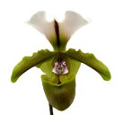 【花なし株】 パフィオペディラム スピセリアナム Paph.spicerianum 原種 3号鉢 20cm 開花サイズ(BS)84