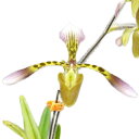 【花なし株】 パフィオペディラム ハイナルディアナム Paph.haynaldianum 1芽立ち 原種 4号鉢 25cm 開花サイズ(BS)1382-81047-2