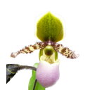 【花なし株】 パフィオペディラム リーミアナム Paph.liemianum 原種 3.5号鉢 30cm 開花サイズ(BS)1473-81141