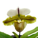 【花なし株】 パフィオペディラム ブルーノ ‘モデル’ Paph.Bruno ‘Model’ AM/AOS(85) 交配種 4号鉢 25cm 開花サイズ(BS)