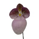 【花なし株】 パフィオペディラム ミクランサム Paph.micranthum 原種 2.5号鉢 15cm 開花サイズ(BS)