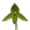  パフィオペディラム ワーディー アルバム Paph.wardii var. album 原種 3号鉢 20cm 開花サイズ(BS)3129-66257