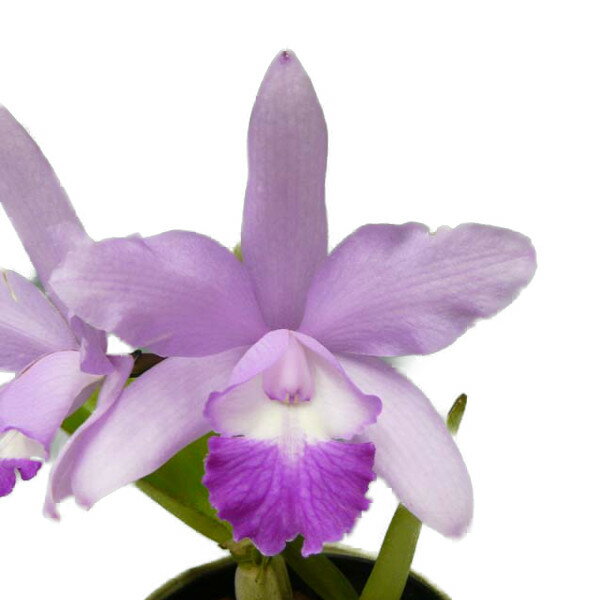 【花なし株】 カトレア ワルケリンター C.Walkerinter (C.walkeriana x C.intermedia) 交配種 3号鉢 20cm 開花サイズ(BS)のサムネイル