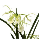 【花なし株】 ブラサボラ リトルスターズ ‘ホワイトスターズ’ B.Little Stars ‘White Stars’ 交配種 芳香あり 3号鉢 25cm 開...