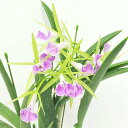 yԂȂz u\JgA J[joLbY eO[WFf Bc.Carnival Kids eGreen Gemf AM/AOS BM/JOGA AM/RHS z F 3 25cm JԃTCY(BS)23960