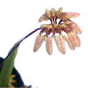 【花なし株】 シルホペタラム マクロサム Cirr.(Bulb.)maculosum 原種 3号鉢 15cm 開花サイズ(BS)