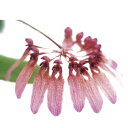 【花なし株】 バルボフィラム ロンギフロラム ‘トーキョー’ Bulb.longiflorum ‘Tokyo’ 原種 3号鉢 25cm 開花サイズ(BS)