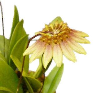 【花なし株】バルボフィラムマコヤナムBulb.makoyanum原種3号鉢15cm開花サイズ(BS)
