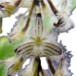 【花なし株】バルボフィラムリンドレイアナムBulb.lindleyanum原種3号鉢15cm開花サイズ(BS)