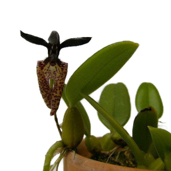 【花なし株】 バルボフィラム ラキオキラム Bulb.lasiochilum 原種 3号鉢 15cm 開花サイズ(BS)