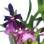 【花なし株】 ミルトニア スペクタビリス モレリアナ Milt.spectabilis var. moreliana 原種 3号鉢 25cm 開花サイズ(BS)