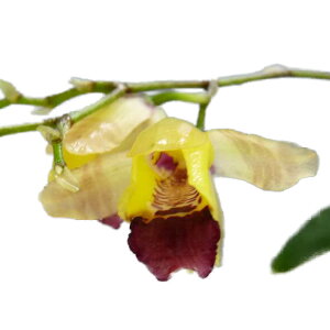 【花なし株】バプチストニアエキナータBapt.echinata原種2号鉢15cm開花サイズ(BS)