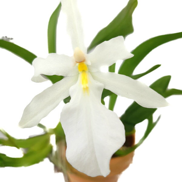  ミルタダ スペクタビリス アルバ Miltada spectabilis var. alba 原種 3号鉢 25cm 開花サイズ(BS)23756