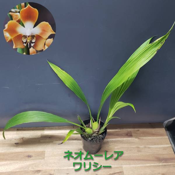 【花なし株】 ネオムーレア ワリシー Nna.Neomoorea (x self) 原種 4.5号鉢 60cm 1作開花サイズ(NBS)