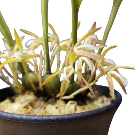 乐天商城 - 【花なし株】 マキシラリア ヘニシアナ Max.hennisiana 原種 3号鉢 25cm 開花サイズ(BS)