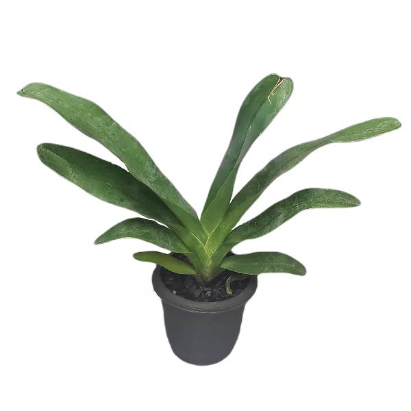  アングレカム セスキペダーレ Angcm.sesquipedale (‘Tokyo’xself) 原種 芳香あり 3.5号鉢 40cm 開花サイズ(BS)