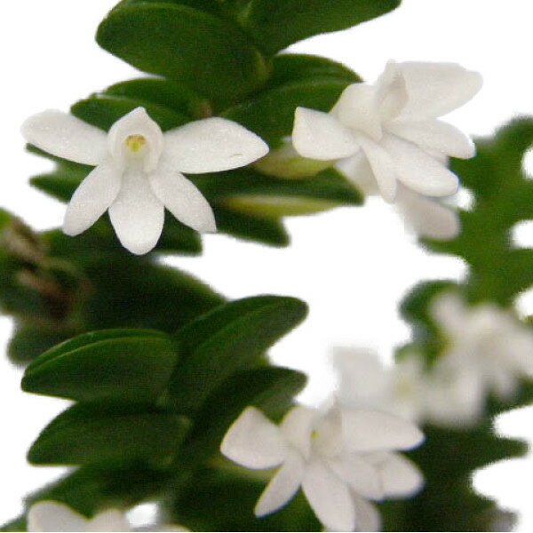 【花なし株】 アングレカム ディスティカム Angcm.disticum 原種 2.5号鉢 10cm 開花サイズ(BS)