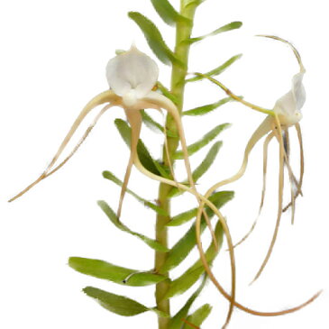 【花なし株】 アングレカム ラモサム チピカム Angcm.ramosum var. typicum (=germianum) 原種 2.5号鉢 30cm 開花サイズ(BS)