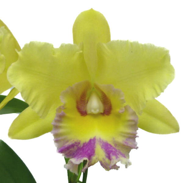 【花なし株】 リンコレリオカトレア ヤンコン ‘ドンキー’ Rlc.(Blc.)Young Kong ‘Donkey’ 交配種 芳香あり 5号鉢 55cm 開花サイズ(BS)