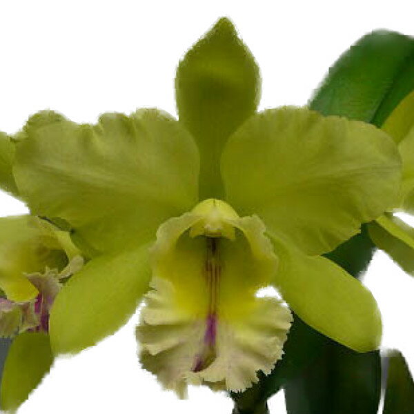 【花なし株】 ブラソレリオカトレア マジックメドウ ‘ナポレオン’ Blc.Magic Meadow ‘Napoleon’ (Blc.Memoria Helen Brown x B.digbyana) 交配種 芳香あり 5号鉢 50cm 開花サイズ(BS)のサムネイル