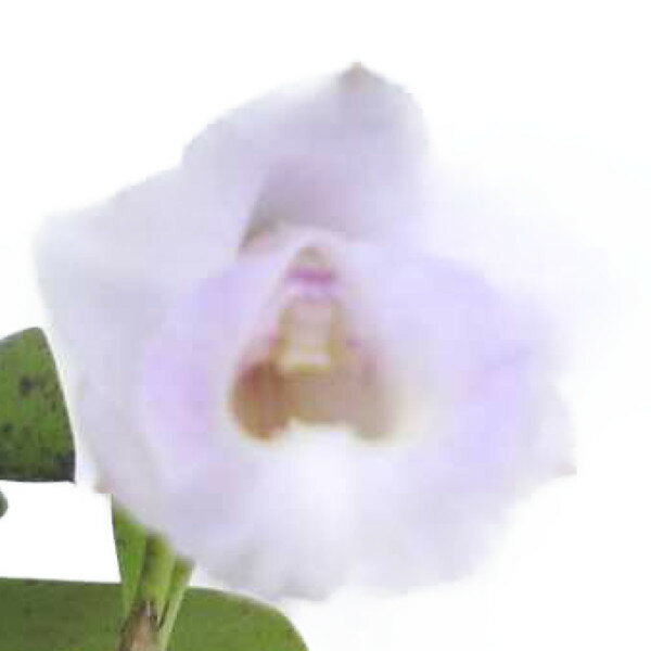 【花なし株】 レリア アラオリ L.(C.)alaorii 原種 2.5号鉢 10cm 開花サイズ(BS)のサムネイル