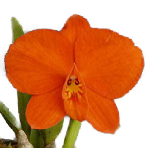 Cattleya - 【花なし株】 ソフロニチス コクシネア S.(C.)coccinea 原種 2.5号鉢 15cm 開花サイズ(BS)