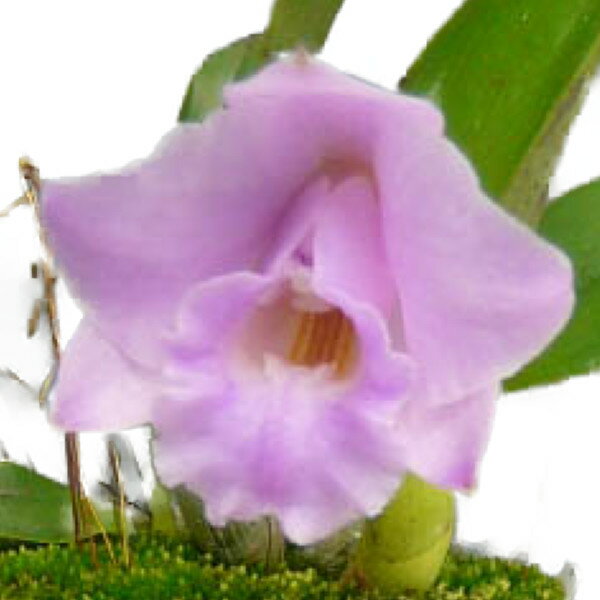 【花なし株】 レリア アラオリ L.(C.)alaorii 原種 2.5号鉢 15cm 開花サイズ(BS)のサムネイル