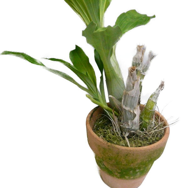 【正式品種名】　Ctsm.dilectum 【正式な属名】　Catasetum 【略なし名前】　Catasetum dilectum 【品種名読み】　カタセタム ディレクタム 【旧　品種名】　 【親の品種名】　 【品種の分類】　原種 カタセタム類 【品種の特徴】　芳香あり 【開花の特徴】　夏〜秋 【品種の歴史】　 【品種の説明】　 【商品の規格】　高さ:40cm 鉢サイズ:4号鉢 株サイズ:開花サイズ（BS）　花の状態:花なし株 原種 *商品は生花につき、実物は、規格、写真と異なる場合がございます。 葉の傷、折れ、黒点などがある場合もございます *在庫ありでも、株の状態、在庫などによって品切れや、取り寄せの場合もございます。　
