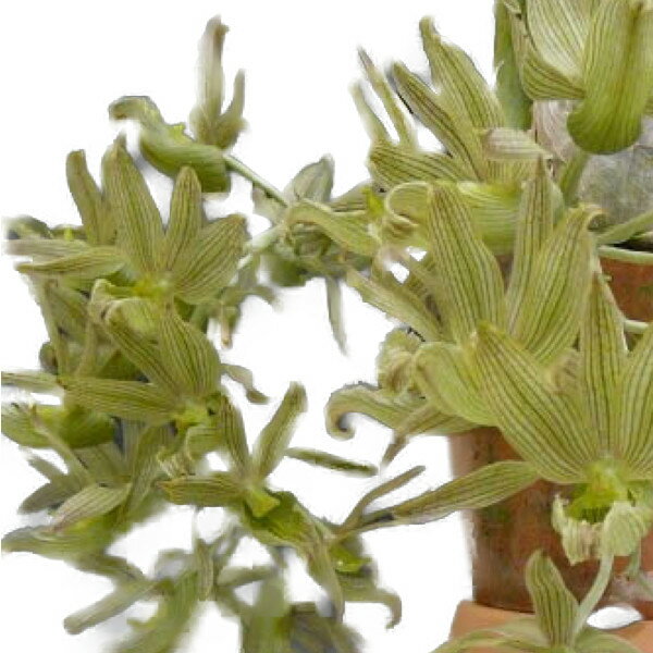 【花なし株】 クロウェシア ドドソニアナ Cl.dodsoniana 原種 3号鉢 20cm 開花サイズ(BS)1102-46181-2