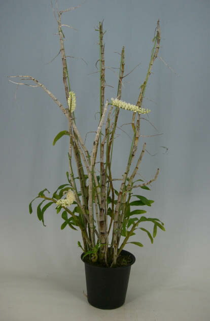 �ڲ֤ʤ����� �ǥ�ɥ��ӥ塼�� ��������� ����Х� Den.secundum var. album ���� 3.5��ȭ 50cm ���֥�����(BS)