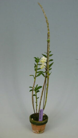 【花なし株】デンドロビュームユニフローラムDen.uniflorum原種3号鉢40cm開花サイズ(BS)