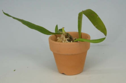 【花なし株】バルボフィラムリンドレイアナムBulb.lindleyanum原種3号鉢15cm開花サイズ(BS)