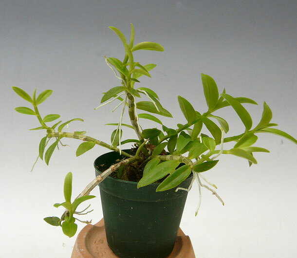 【花なし株】 デンドロビューム ロディゲシー Den.loddigesii 原種 2.5号鉢 15cm ...