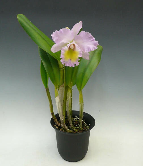 【花なし株】 リンコレリオカトレア パストラル ‘ロージー’ Rlc.(Bc.)Pastoral ‘Ro...
