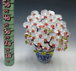造花光触媒胡蝶蘭ミディSサイズ白赤(セミアルバ)5本立ちテーブルサイズ