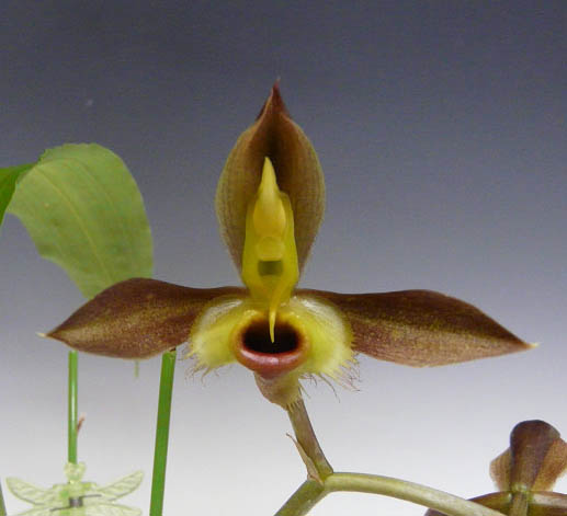 【花なし株】 カタセタム サッカタム Ctsm.saccatum (‘Brooklyn Botanic Garde’FCC/AOS x ‘Dark Wonder’) 原種 芳香あり 2.5号鉢 25cm 1作開花サイズ(NBS)
