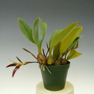 【花なし株】バルボフィラムレイシアナムBulb.leysianum原種3号鉢15cm開花サイズ(BS)