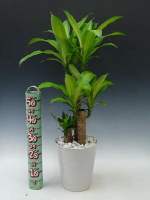 観葉植物幸福の木ドラセナフレグランスマッサンゲアナ7号鉢白陶器鉢丸鉢受け皿付き白化粧石高さ70〜90cm程度小型中型インテリアグリーンギフト