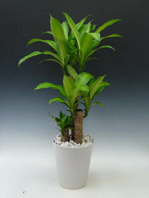 観葉植物幸福の木ドラセナフレグランスマッサンゲアナ7号鉢白陶器鉢丸鉢受け皿付き白化粧石高さ70〜90cm程度小型中型インテリアグリーンギフト