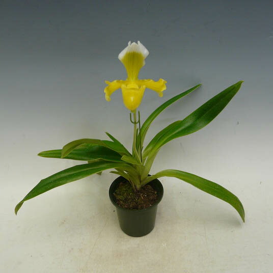 �ڲ֤ʤ����� �ѥե����ڥǥ���� ���󥷥��� ����ǥꥢ�ʥ� Paph.insigne var. sanderianum ���� 3��ȭ 35cm ���֥�����(BS)