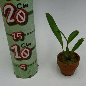 【花なし株】バプチストニアエキナータBapt.echinata原種2号鉢15cm開花サイズ(BS)