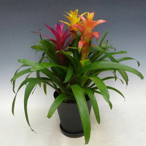 観葉植物グズマニア3色植え7号鉢黒丸鉢受け皿付きセラアート鉢高さ60〜70cm程度小型中型インテリアグリーンギフト