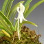 ネオフィネチア ファルカタ ‘アサヒデン’Neof.falcata ‘朝日殿’【花なし株】【原種】【耐寒性】【芳香性】