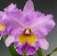 ブラソカトレア ドナキムラ ‘パラダイスタミ’Bc.Donna Kimura ‘Paradise Tamii’ CR/HOS(78.8) (C.Princes Bells x Bc.Mount Anderson)【花なし株】