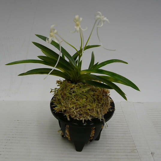 �ڲ֤ʤ����� �ͥ��ե��ͥ��� �ե��륫���� �ƥ��ޥΥ���� Neof.falcata ��ŷ����� ���� ˧�ᤢ�� 2.5��ȭ 20cm ���֥�����(BS)