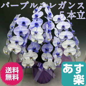 胡蝶蘭大輪パープルエレガンス紫5本立ち