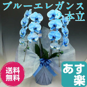 胡蝶蘭大輪ブルーエレガンス青2本立ち