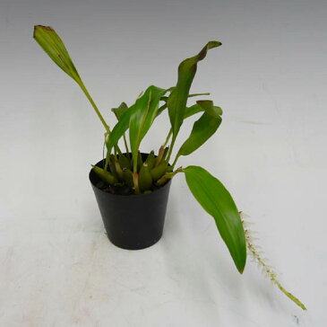 【花なし株】 デンドロキラム グルマセウム Dendrochilum glumaceum 原種 3号鉢 25cm 開花サイズ(BS)