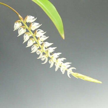 【花なし株】 デンドロキラム グルマセウム Dendrochilum glumaceum 原種 3号鉢 25cm 開花サイズ(BS)